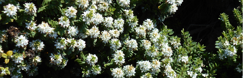 BOXWOOD Hebe elliptica